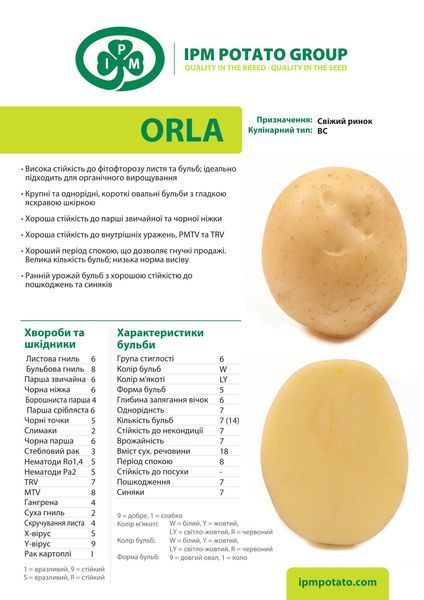 Насіннєва картопля Орла (20кг) c-4 фото